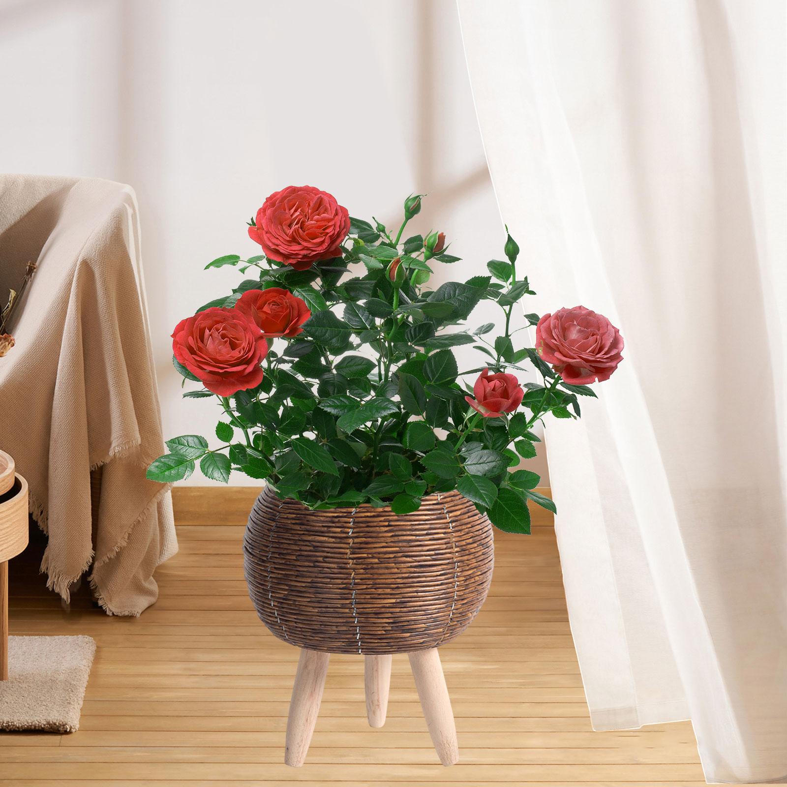 Woven Basket with Stand Indoor - Home Decor Rattan 评论和价格