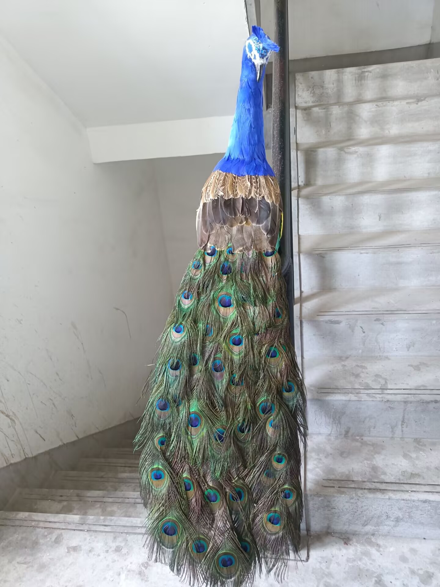 105cm Realistic Peacock Model  - Home Decor Design Ideas 评论和价格